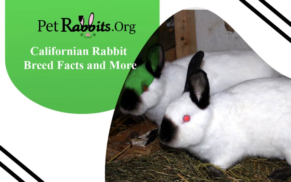 Californian Rabbit Breed Facts and More