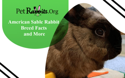 American Sable Rabbit – Breed Facts and More