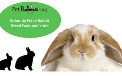 Britannia Petite Rabbit: Breed Facts and More!
