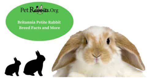 Britannia Petite Rabbit: Breed Facts and More! - PetRabbits.org