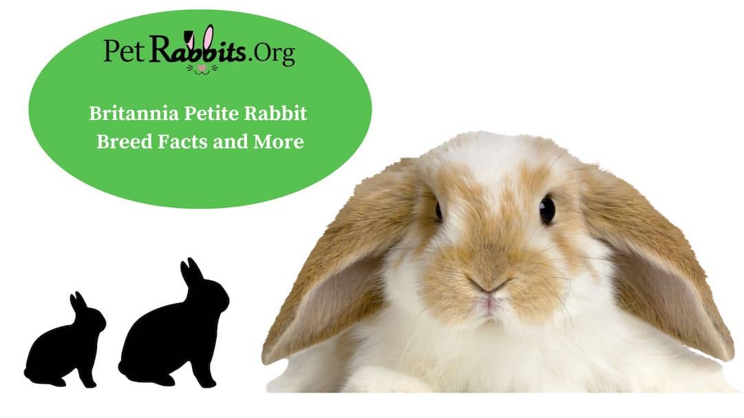 Britannia Petite Rabbit: Breed Facts and More!