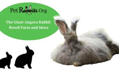The Giant Angora Rabbit – Breed Facts and More