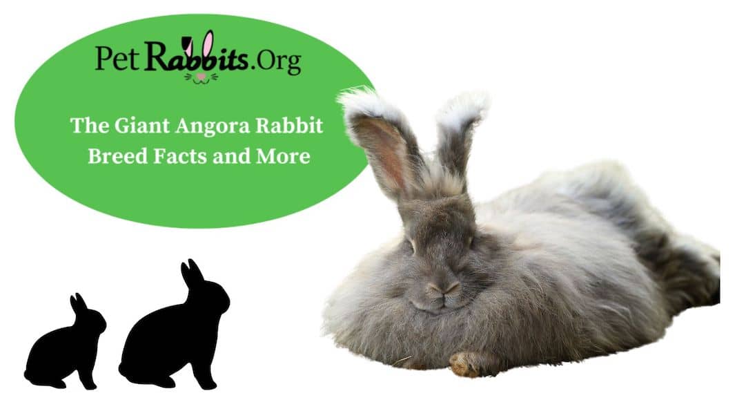 Rex Rabbits: Complete Guide to Care, Lifespan, Breed info, and FAQs!