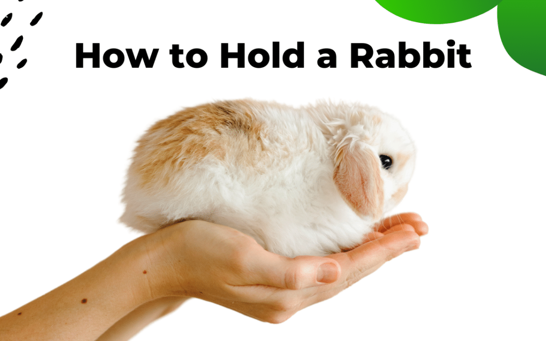 How to Hold a Rabbit