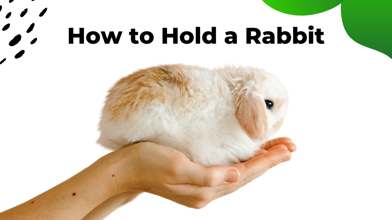 How to Hold a Pet Rabbit 